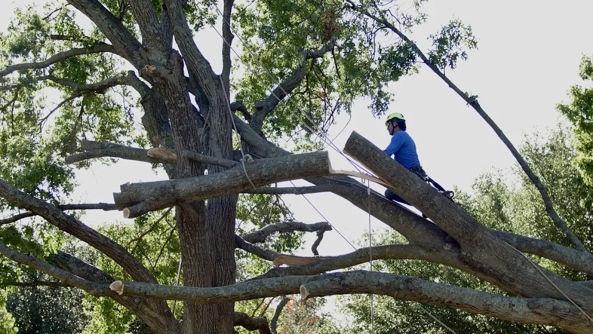 Professional Crown Thinning performed by certified arborists in Horntown
